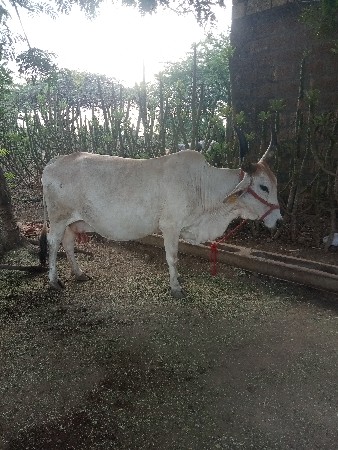ગાય વેચવાની છે