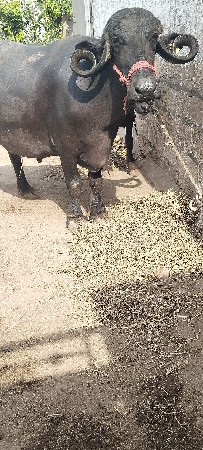 2 વેતર વિયાસે