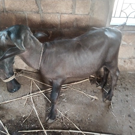 પાડો વેચવાનો છે