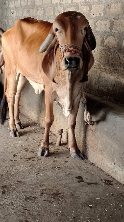 4વષૅ  ની છે ગામ સરમા