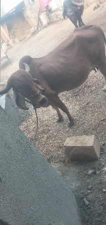 ગાયવેશવાનીછે