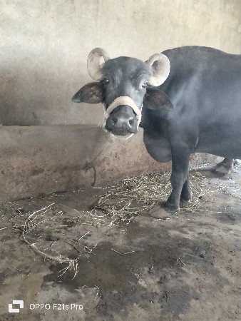 ભેંસ