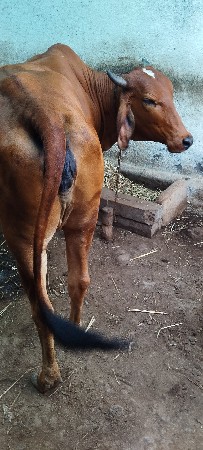 લીલડી કાબરી ગાય કે વાછડી