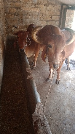 બરદ વેચવાના સે