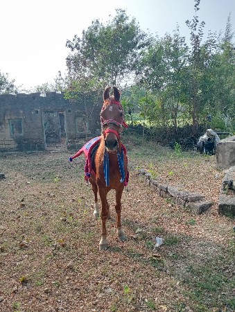 ઘોડી વેચવા ની છે  સાટુ પણ કરવા નુ છ