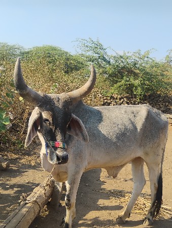 ગોઠલો વેસવા નો છે.