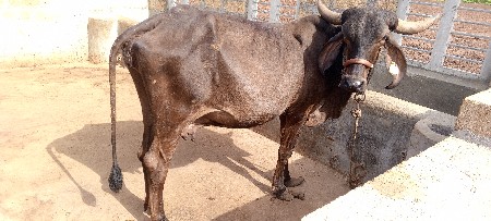 ગાય વેચવાની છે