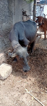 વેચવાની છે
