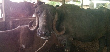 ભેંસ વેચવાની છે
