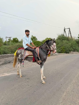 આ વશેરી વેચવાની છે