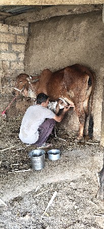 ગાય વેચવાની છે