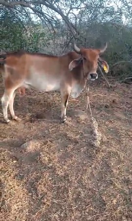 આગાયવેચવાનીસે