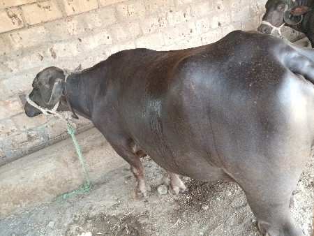 એક.મહીના.ની.કાચી
