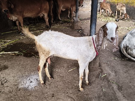 body Bakri bechwani se