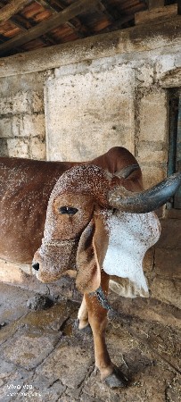 ગીર ગાય વેચવાની છે