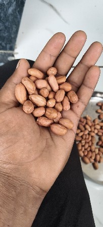 મગફળીનું બી વેચવાનું છે