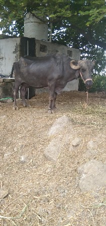 ભેસ