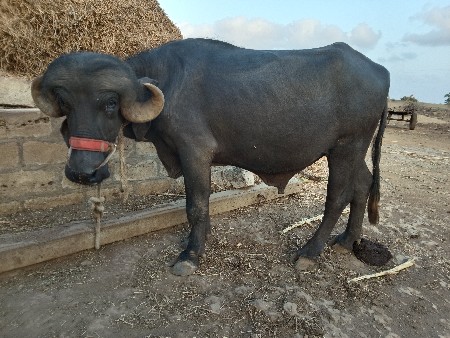 પાડો વેશવાનો શે