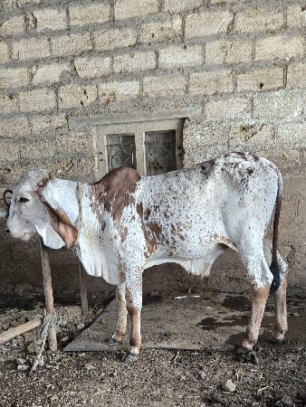 gir vasdo