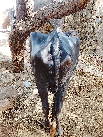 ભેંસ વેચવાની છે ત્રીજું વેતર