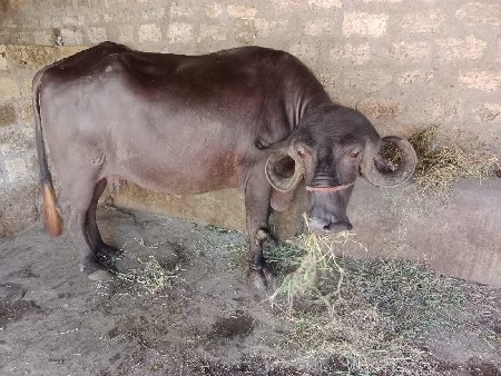 ભેંસ વેચવાની છે