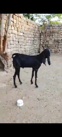 રાજસ્થાની બીટલ  3 બકરી 1 બકરો