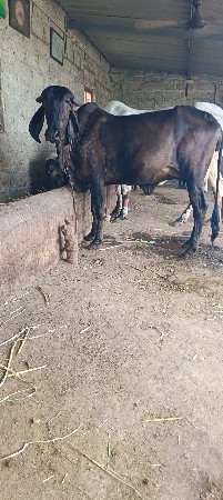 કાળી.ગાય