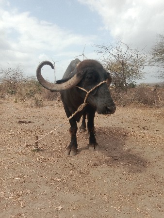 ભેસ વેચવાની છે