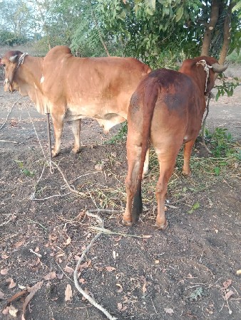 badadh devana chhe