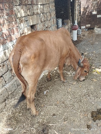 ગાય  ત્રીજુ વેતર ગાભણી