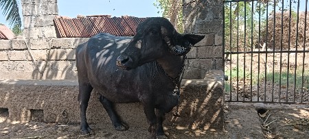 ભેંસ બેચવા ની છે