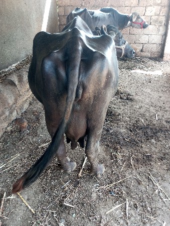 bheas