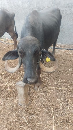 તાજી વીયાણેલી ભેંશ બેસવાની છે