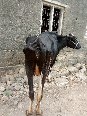 ગાય