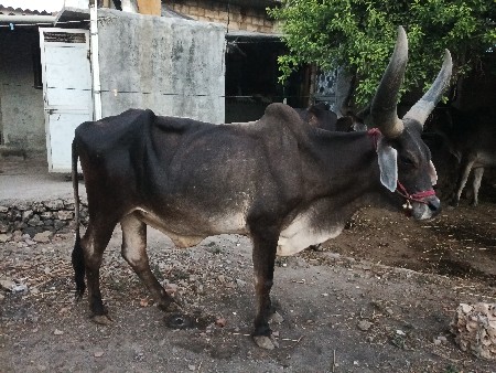 બળદ વેચવાનો છે