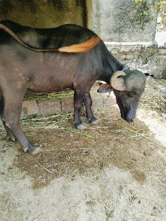 khdeli vechvani se