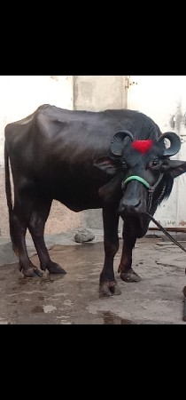 ભેંસ વેચવાનું છે 2 છે