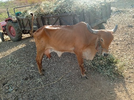 ગાય