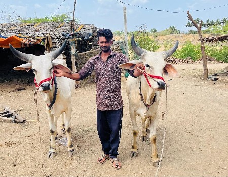 ગોઢલા વેચવા ના છે