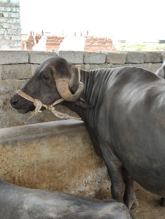 jamnagar