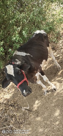 ગાય વેશવાની સે