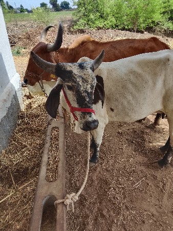 ગાય વેચવાની છે
