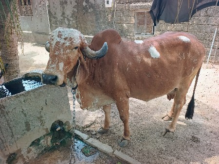 5 થી 10 દિવસ ની વાર