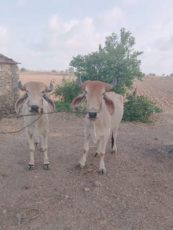 ગૉઠલા ‌વેચવાનાછે