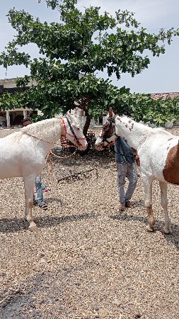 બાવલી ધોડી છે