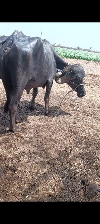 ભેંસ વેચવાની છે