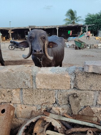 ગોવિંદ