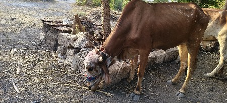 આ ગોધલા વેચવાના છે
