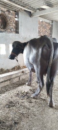 ખડેલી છે