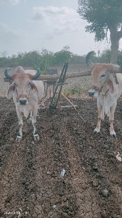 બળદ વેચવા નાછે